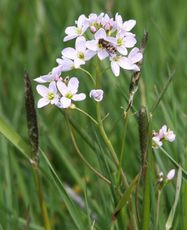 Wiesenschaumkraut-50.jpg